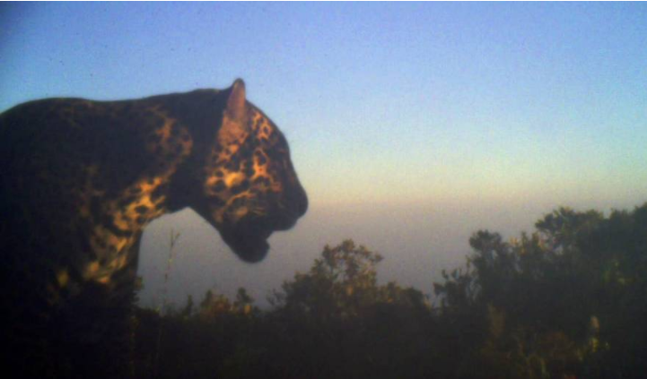 HISTÓRICO | Capturan primera imagen de un jaguar al oeste del Valle de Sula