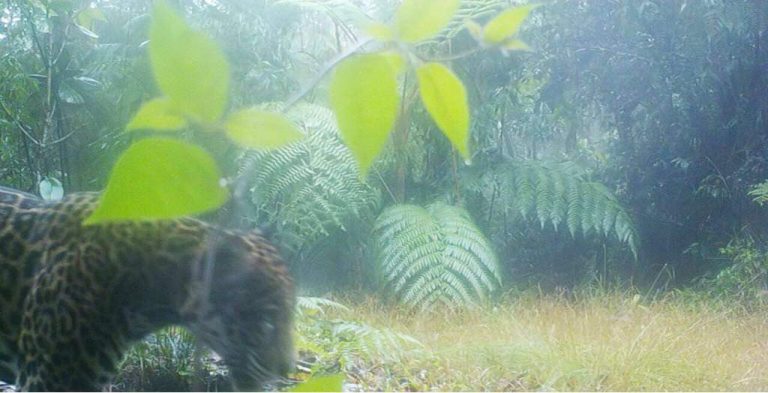 VIDEO | Capturan imágenes de un jaguar en las montañas de Yoro